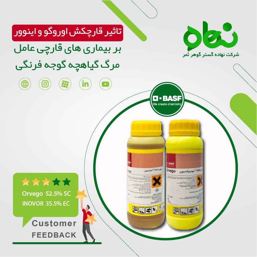 The effect of Orvego and Inovor fungicides on fungal diseases that cause the death of tomato seedlings